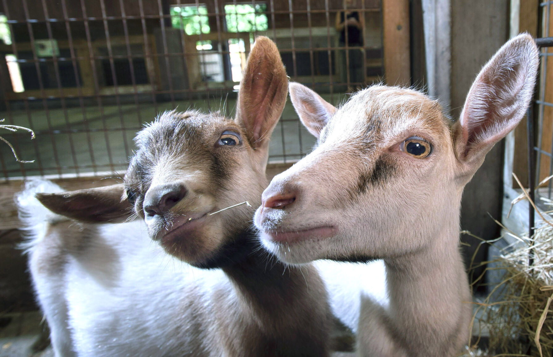 CROP BR.wildartzoopygmygoats.adv TS 107.jpg